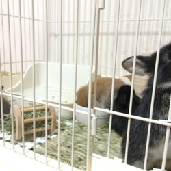 大きくなってます。