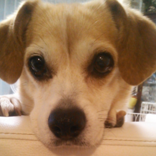 人懐っこいパインちゃん　可愛がってあげて下さい！