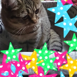 優しい里親さん探してます