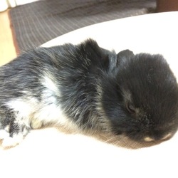 ちーらびっとさんへ(^^)