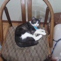 はちわれ猫ちゃんの里親さん募集
