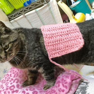 腹巻ならぬ背巻き((´・ω・｀)