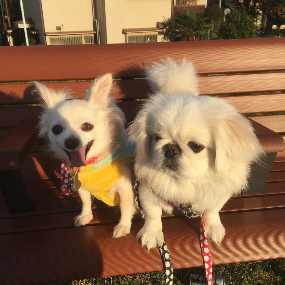 レモンのカバー写真