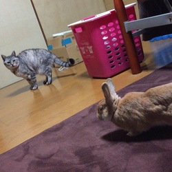 二匹の距離感