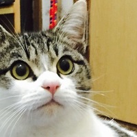 チビ太郎