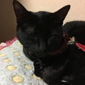 黒猫ちゃん♀貰って下さい。