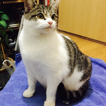 チビ太郎の写真