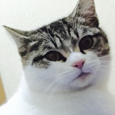 チビ太郎の写真