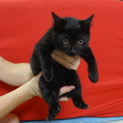 ☆可愛い黒猫の子猫☆