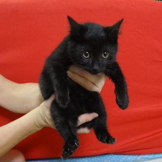 ☆可愛い黒猫の子猫☆