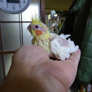 オカメインコの里親募集　