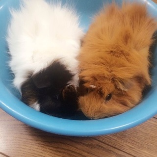 可愛がってあげてください。