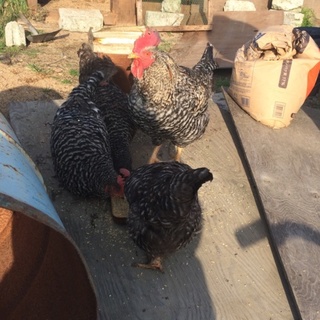 里親さま決定いたしました。ありがとうございました。