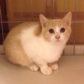 優しい顔立ちのパステル白茶トラの子猫、蔵之介くん！