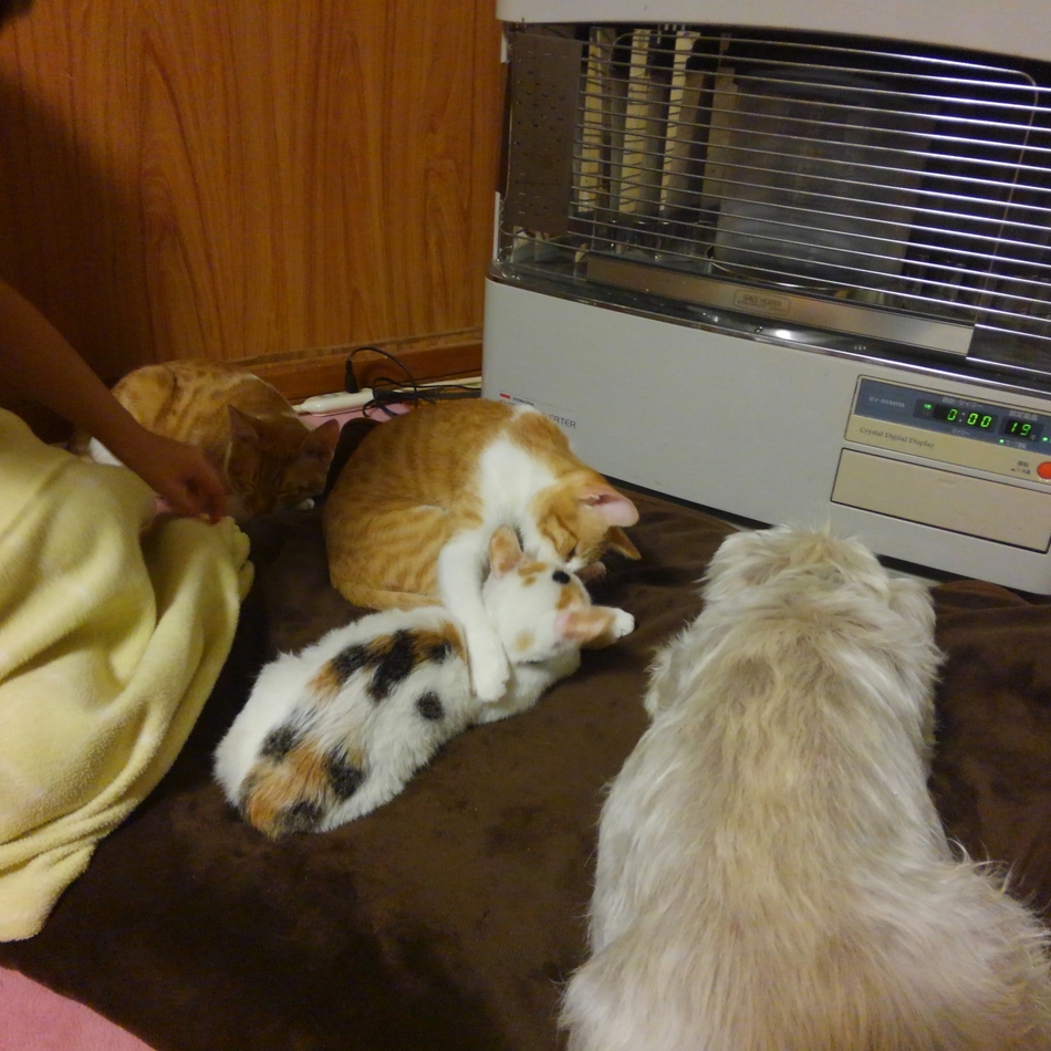 チロのカバー写真