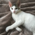 人懐こい甘えん坊な仔猫