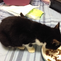 ふっかーつ！猫引っかき病！！