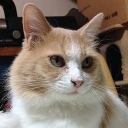 六本木でねこざんまい譲渡会！12月13日(日)12時スタート！