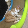 元気いっぱい！遊び盛りの茶々丸くん サムネイル4