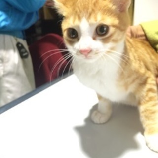 元気いっぱい！遊び盛りの茶々丸くん