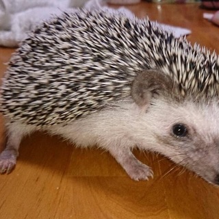 ハリネズミ男の子女の子