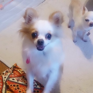 チワワのカラちゃん