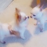 チワワのカラちゃん サムネイル3