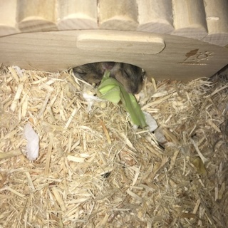 ジャンガリアンハムスターの赤ちゃん