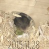 ジャンガリアンハムスターの赤ちゃん サムネイル2
