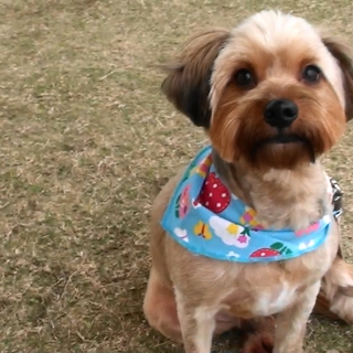 パピヨンMIX★３歳オス★未去勢　