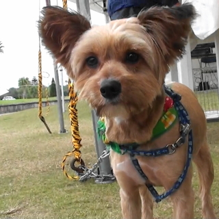 パピヨンMIX★３歳オス★未去勢