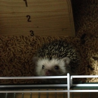 ハリネズミ里親募集(ご応募ありがとうございました)