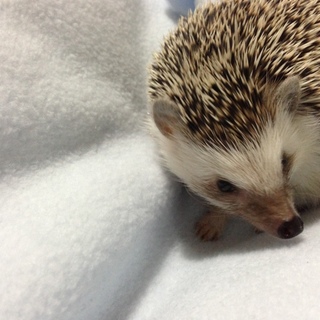 ハリネズミ里親募集(ご応募ありがとうございました)