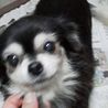 チワワ推定7才♀♪バジルちゃん サムネイル1