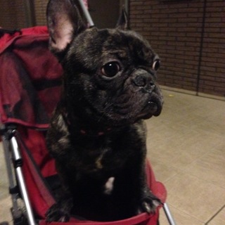 フレンチブルドック