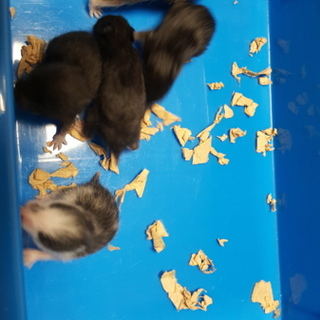 カラーハムスター赤ちゃんの里親募集しています。