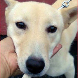 家族募集！！おとなしくて素直な女の子です。