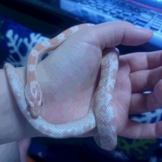 コーンスネークスノーの里親募集！