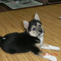 10月1日生まれの子犬です
