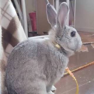 うさぎの里親募集(代理投稿)