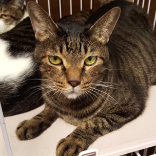 おっとり穏やか甘えん坊キジトラ君/猫初めて可☆