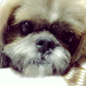 人懐こくて可愛いシーズー犬
