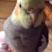 ささみ