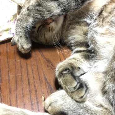 あずきちゃんの写真