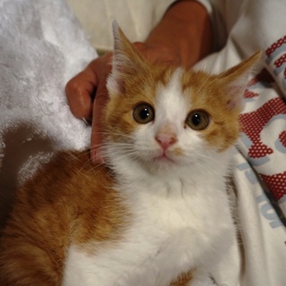 激かわ4兄妹、幸太郎くん、医療・しつけ済