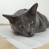 NPO法人おおさかねこネット(保護活動者)