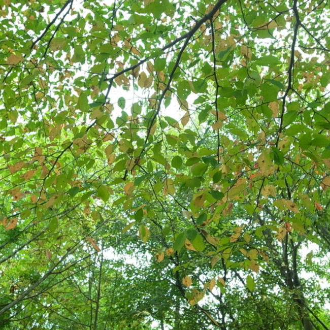 sumi_kineのカバー写真