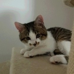 喧嘩なのかじゃれあいなのか