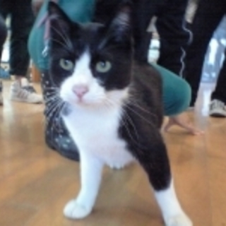 去勢済みのとても人懐こい男の子です。