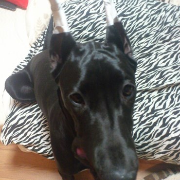 焼き芋ちょ～だい♪